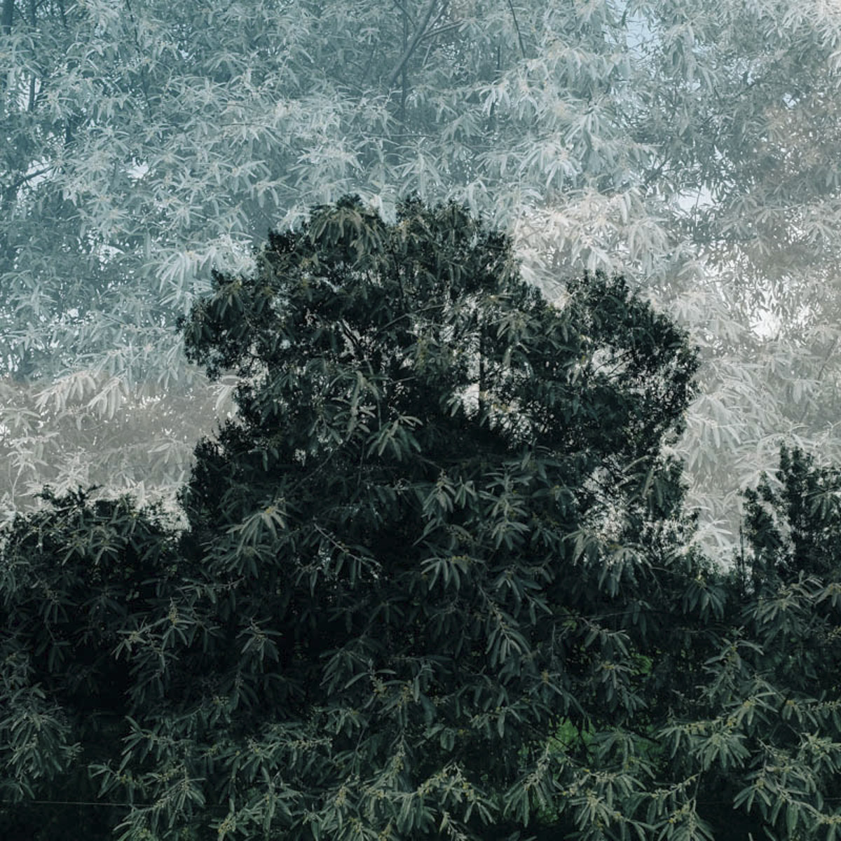 Auprès de mon arbre
