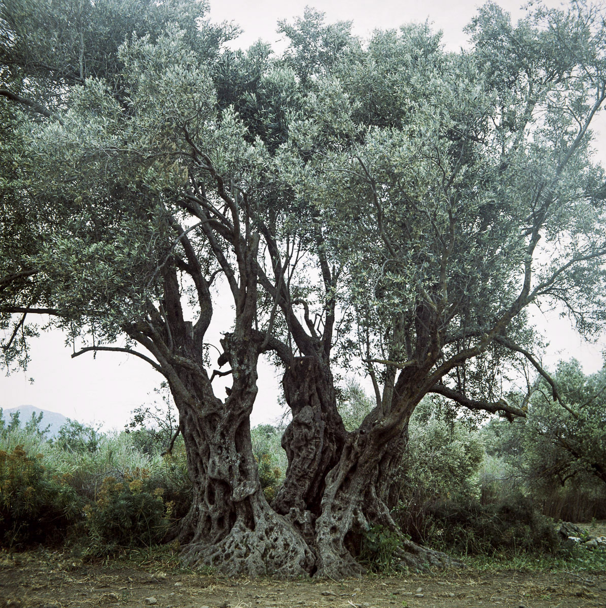 Oliviers de Halki