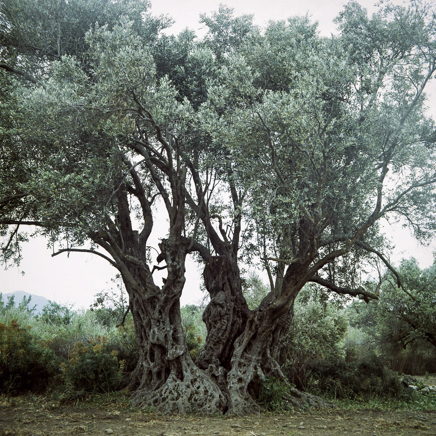 arbres BT-76.jpg