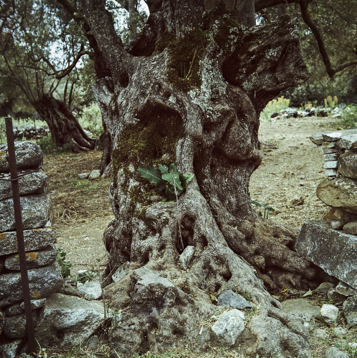 Oliviers de Halki