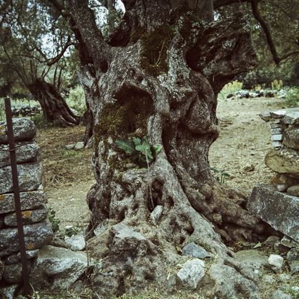 arbres BT-78.jpg