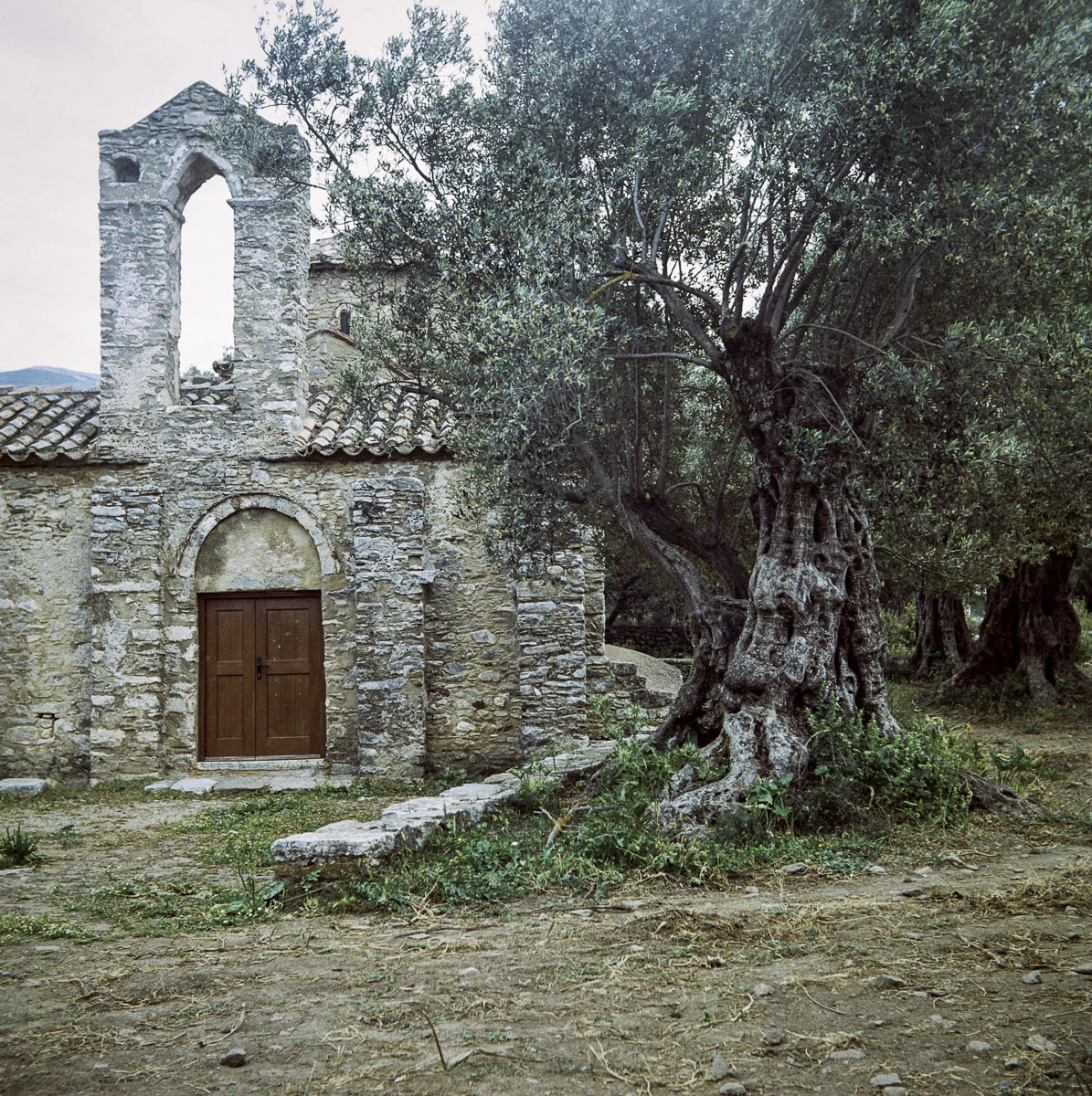 Oliviers de Halki