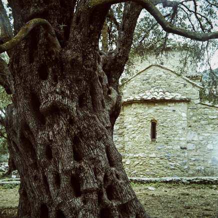 arbres BT-79.jpg