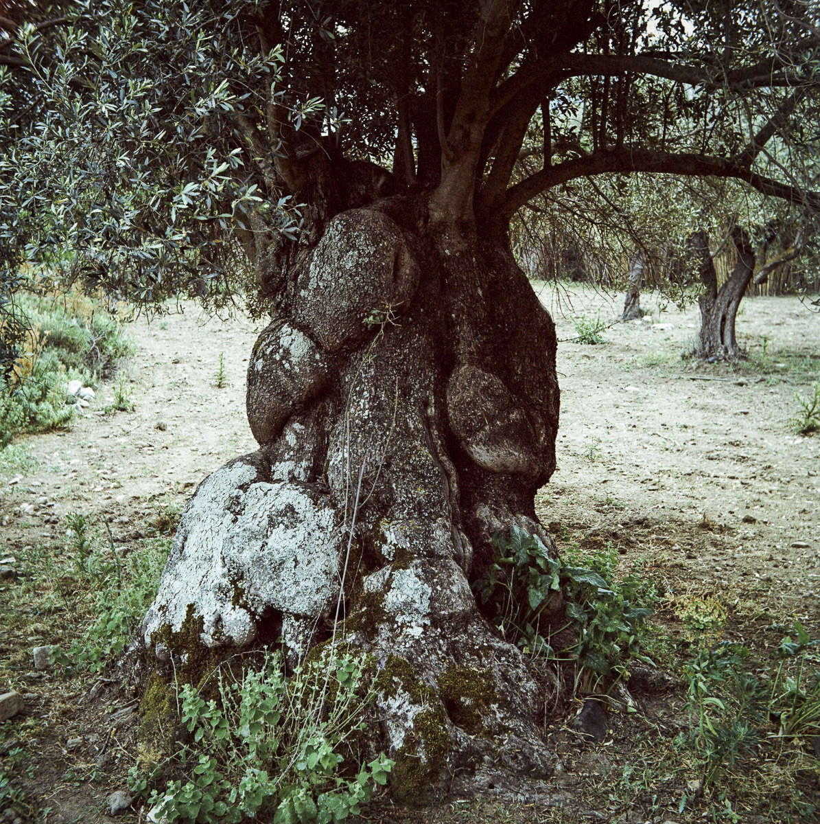 Oliviers de Halki
