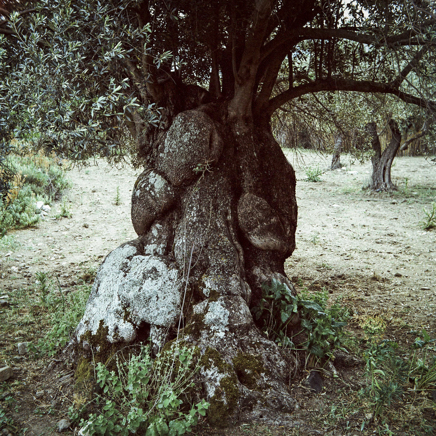arbres BT-80.jpg