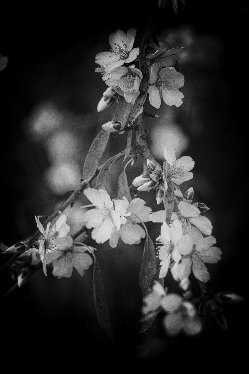 Hanami proven&ccedil;al