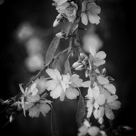 arbres BT-70.jpg