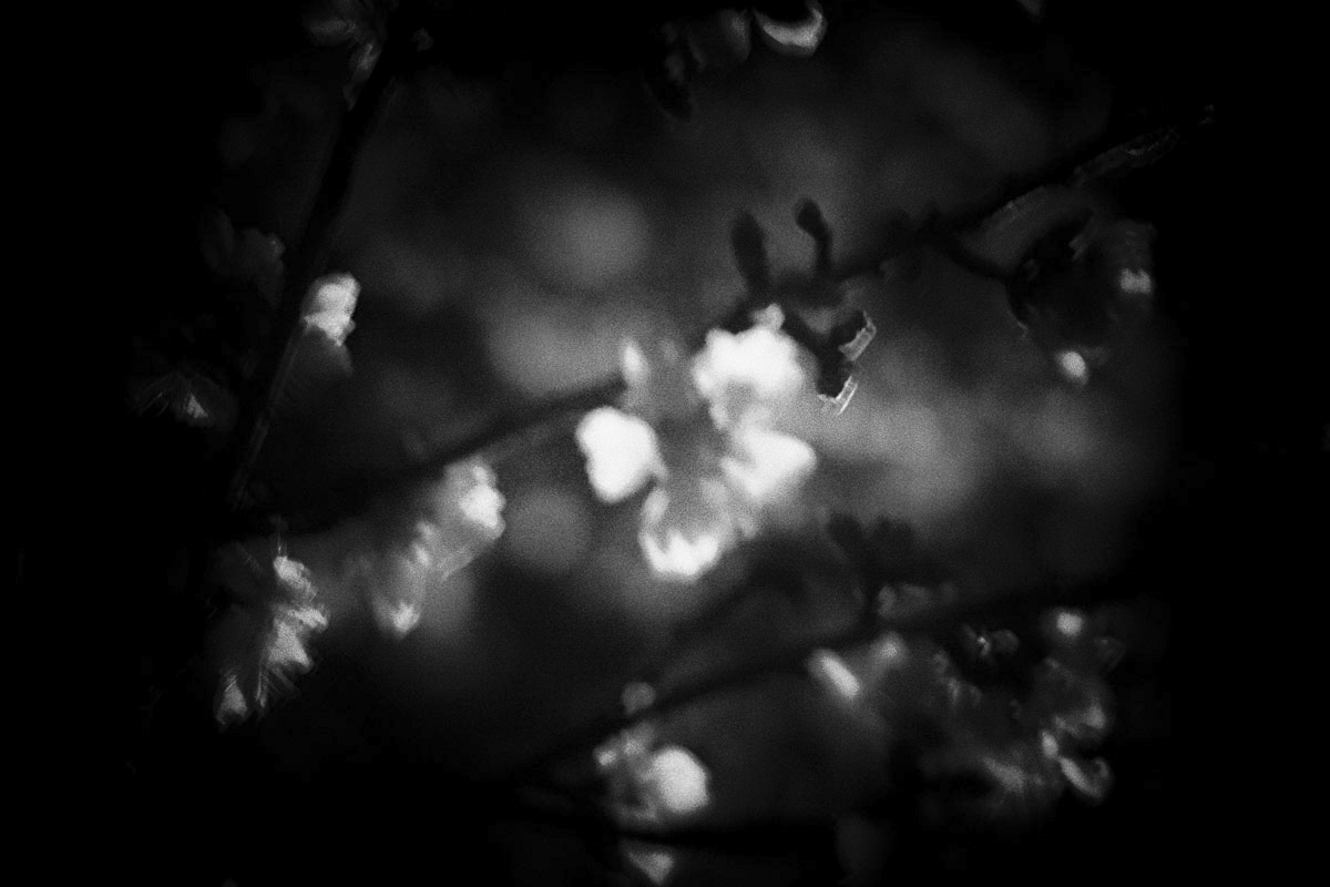 Hanami proven&ccedil;al
