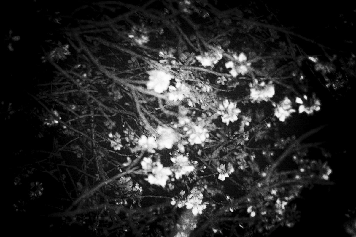 Hanami proven&ccedil;al