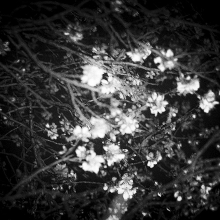 arbres BT-72.jpg