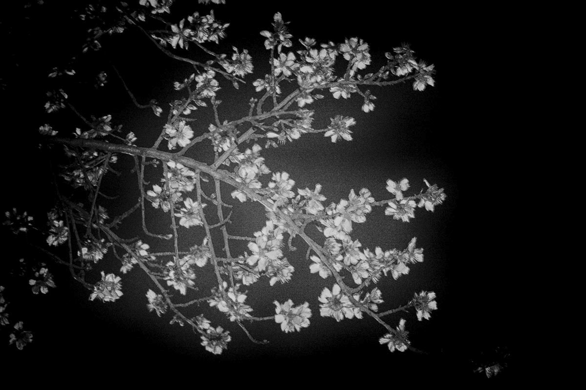 Hanami proven&ccedil;al