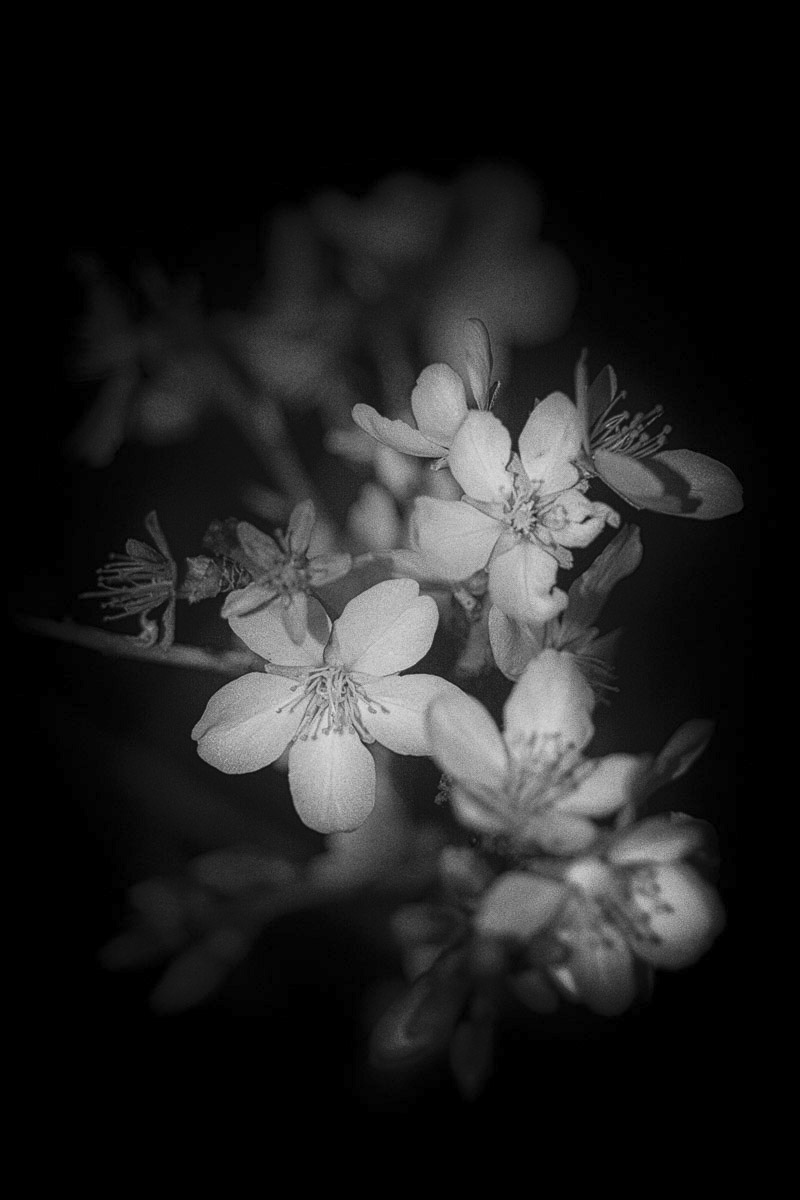 Hanami proven&ccedil;al