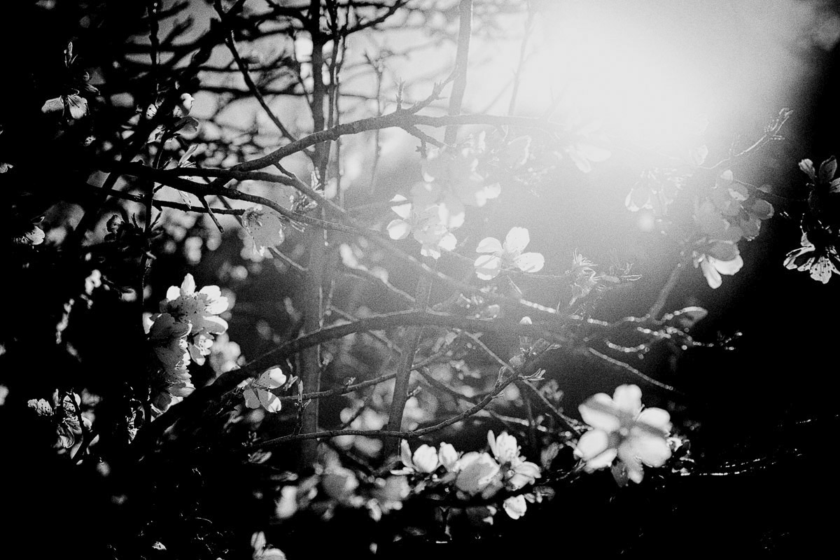 Hanami proven&ccedil;al