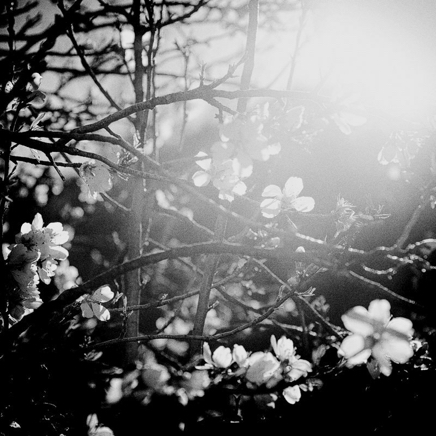 arbres BT-75.jpg