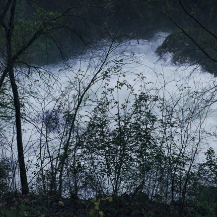 arbres BT-22.jpg
