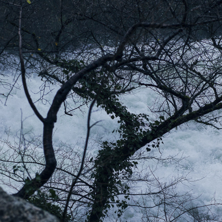 arbres BT-23.jpg