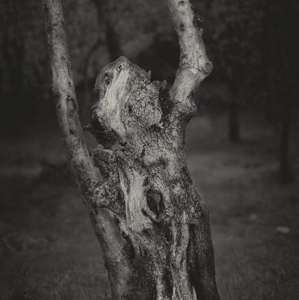 arbres BT-1.jpg