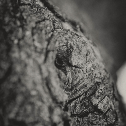 arbres BT-2.jpg