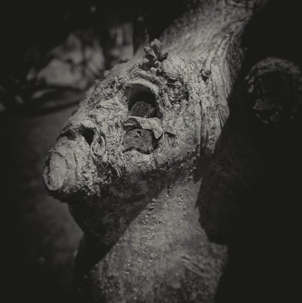 arbres BT-3.jpg