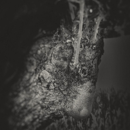 arbres BT-4.jpg