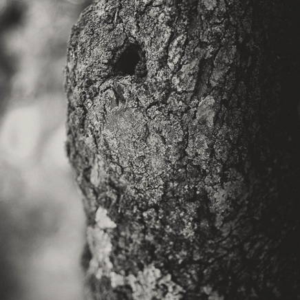 arbres BT-5.jpg