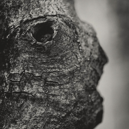 arbres BT-7.jpg