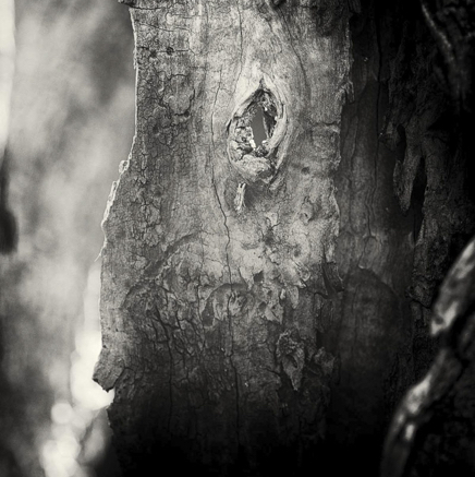 arbres BT-8.jpg