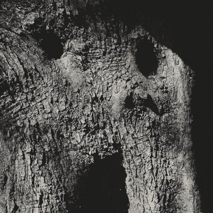 arbres BT-9.jpg