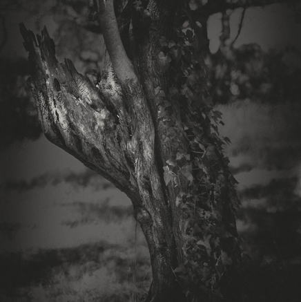 arbres BT-10.jpg