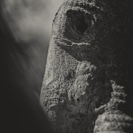 arbres BT-12.jpg
