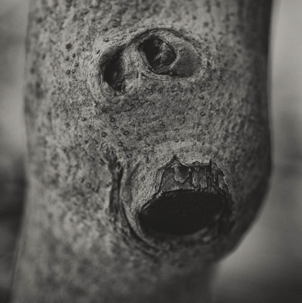 arbres BT-13.jpg