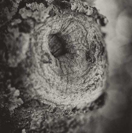 arbres BT-14.jpg