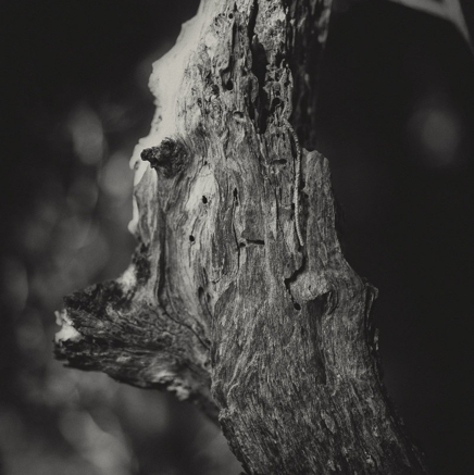 arbres BT-15.jpg
