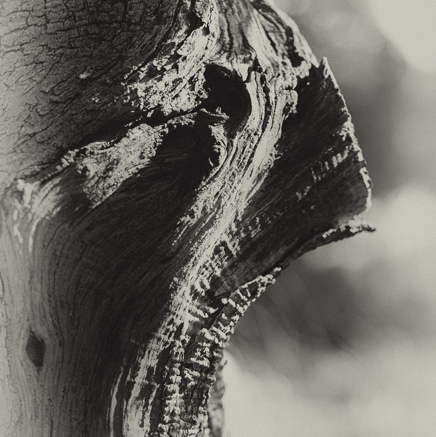 arbres BT-17.jpg