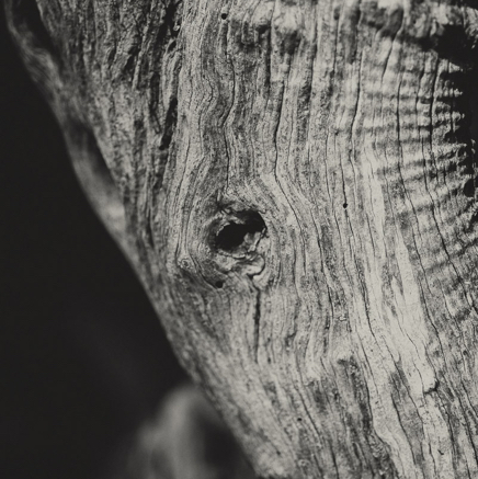 arbres BT-18.jpg