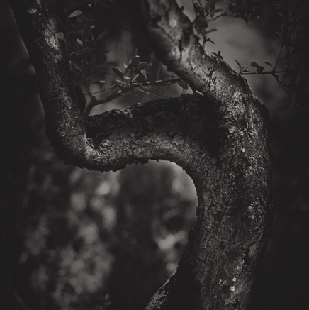 arbres BT-19.jpg