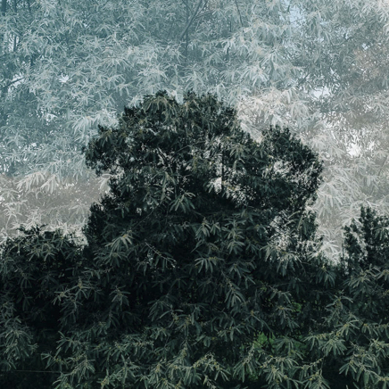 arbres BT-25.jpg