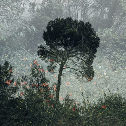 arbres BT-31.jpg