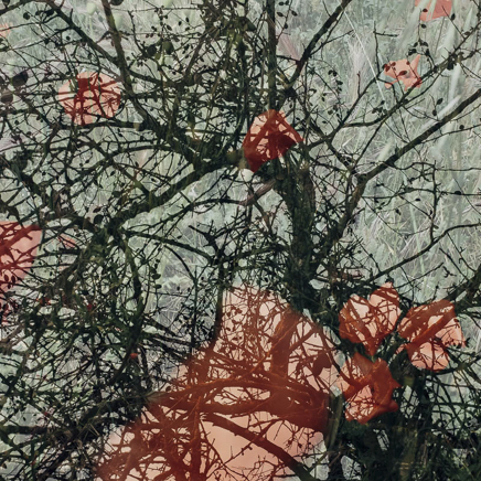 arbres BT-26.jpg