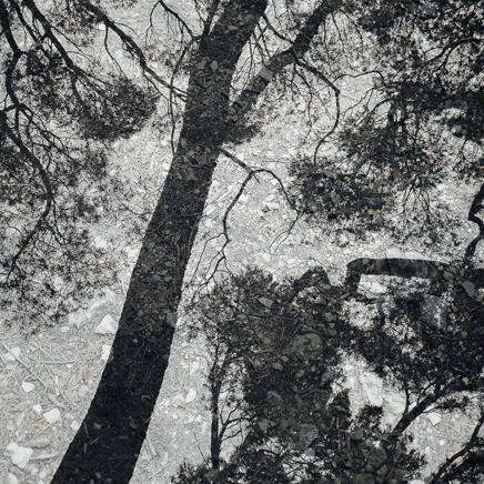 arbres BT-30.jpg