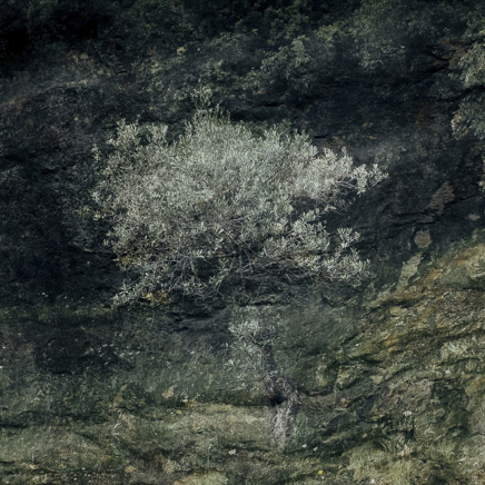 arbres BT-29.jpg