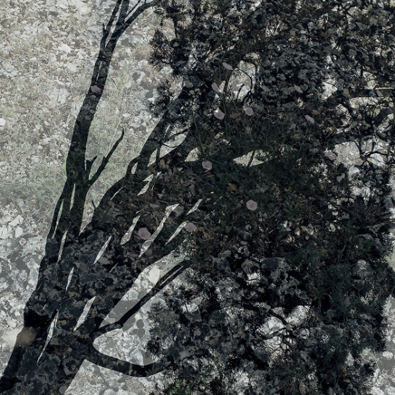 arbres BT-32.jpg