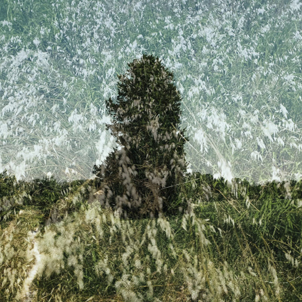 arbres BT-33.jpg