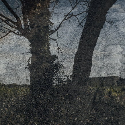 arbres BT-34.jpg