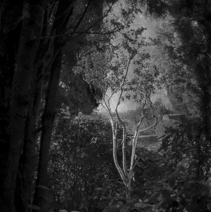 arbres BT-35.jpg