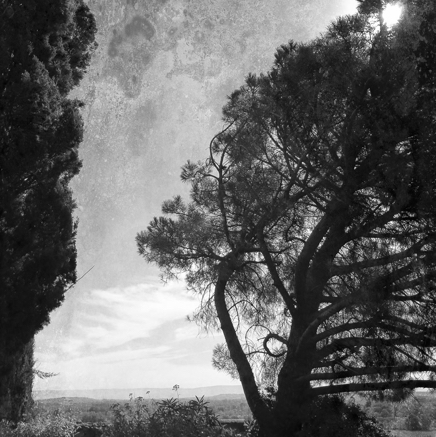 arbres BT-36.jpg