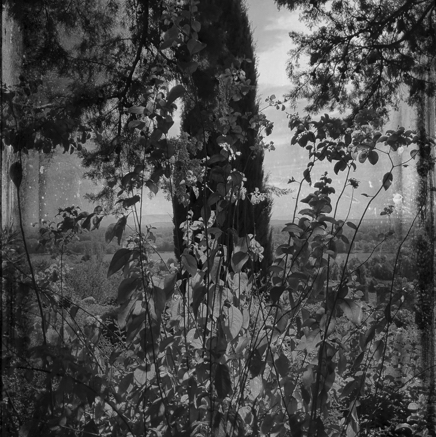 arbres BT-37.jpg