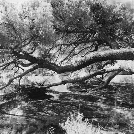 arbres BT-38.jpg