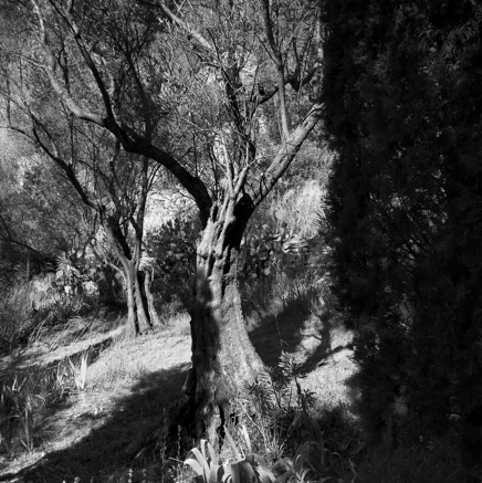 arbres BT-39.jpg