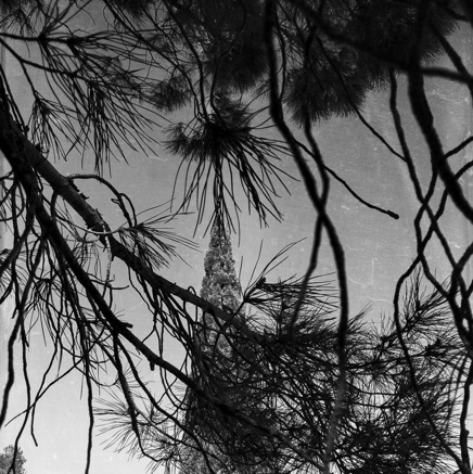 arbres BT-40.jpg